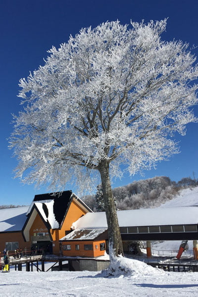 Japan Xmas Ski Trips